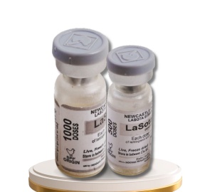 ND LASOTA STRAIN