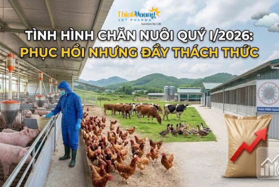 Phân tích tình hình chăn nuôi tháng 3 và quý I năm 2026: Xu hướng phục hồi có chọn lọc và áp lực tái cấu trúc ngành