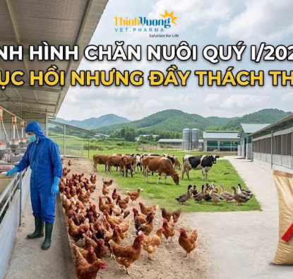 Phân tích tình hình chăn nuôi tháng 3 và quý I năm 2026: Xu hướng phục hồi có chọn lọc và áp lực tái cấu trúc ngành