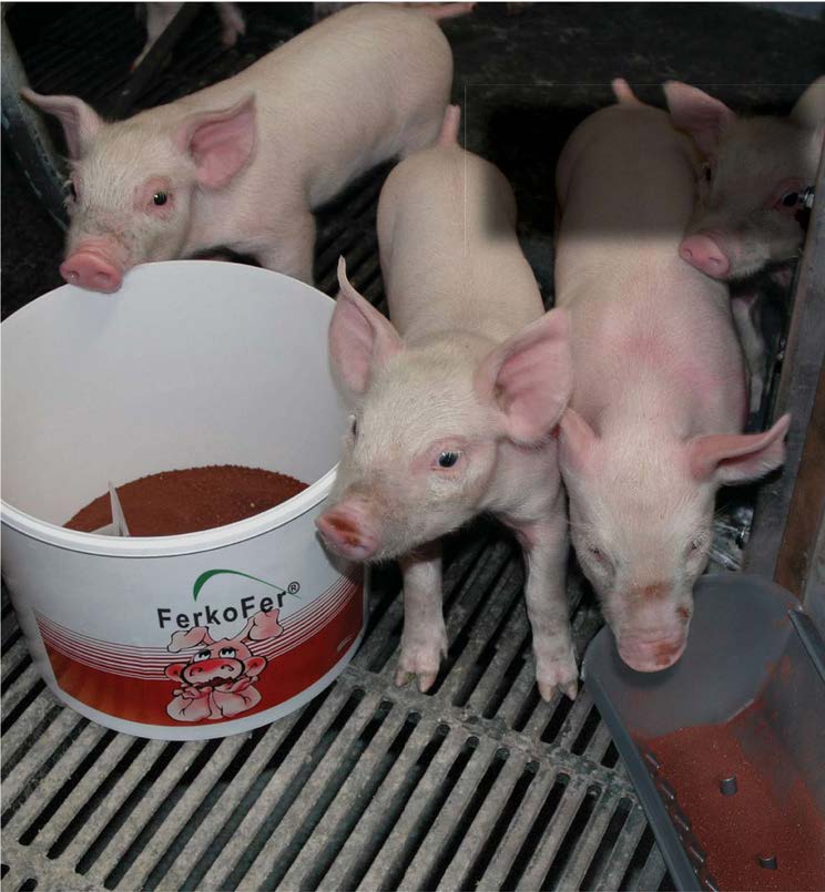 new.FERRKOFER Brochure, 3.1